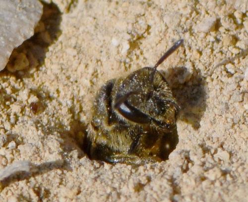 Lasioglossum sp.